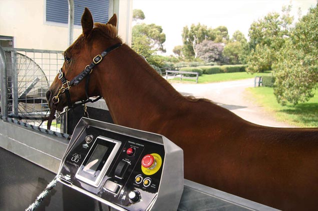 Horse Treadmill